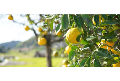 Yuzu