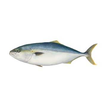 Hamachi Whole