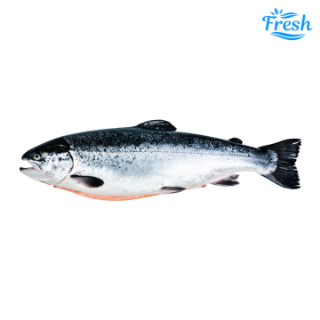 Salmon Whole 4-5kg