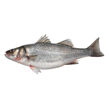 Seabass Whole 400-600gr