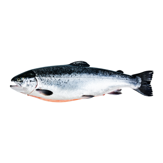 Salmon Whole 5-6kg