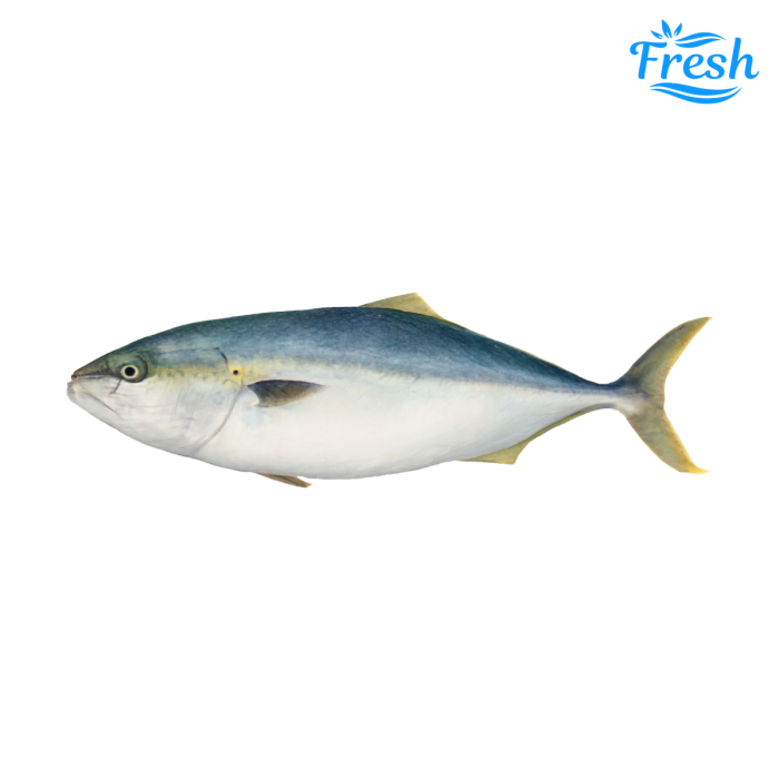 Hamachi Whole