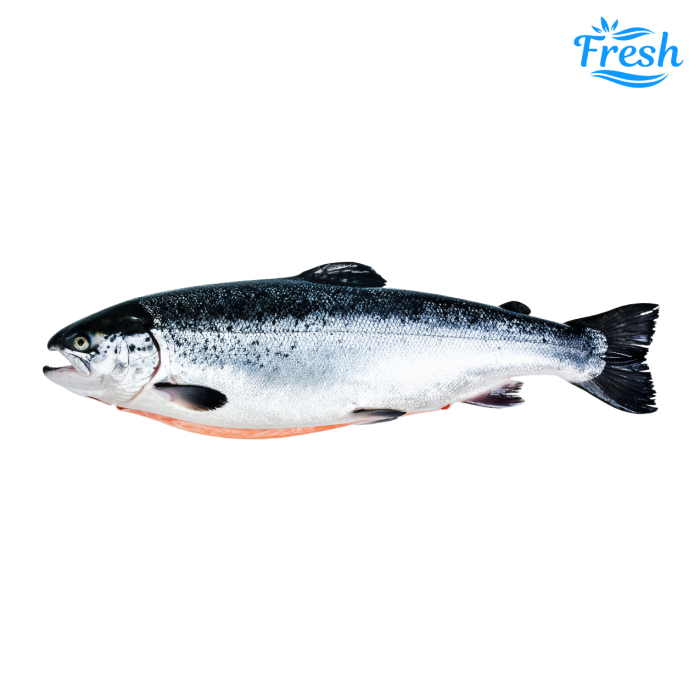 Salmon Whole 5-6kg Descaled