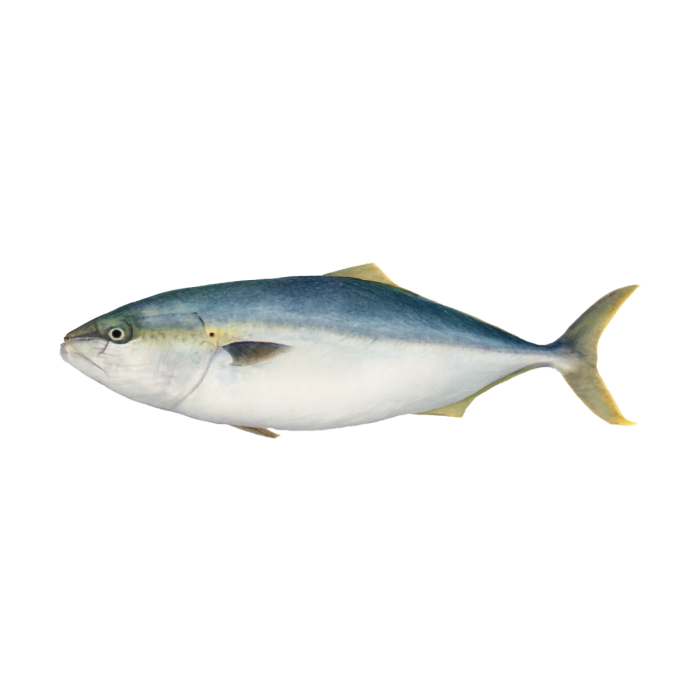 Hamachi Whole