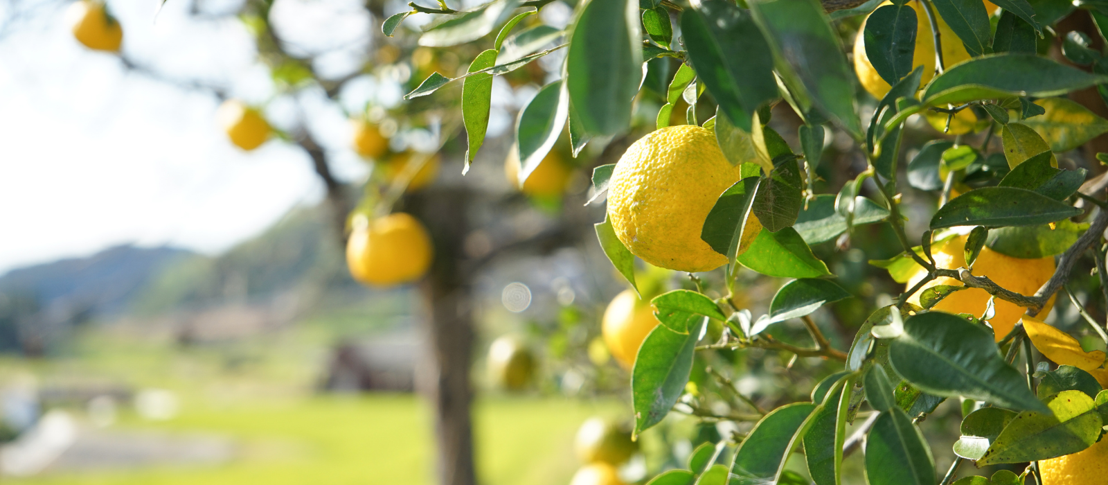 Yuzu vruchten en sap